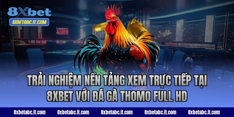 Trải nghiệm nền tảng xem trực tiếp tại 8XBET với đá gà Thomo Full HD